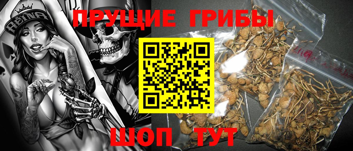 Гусиноозёрск  Псилоцибиновые грибы прущие грибы  Вход с VPN 